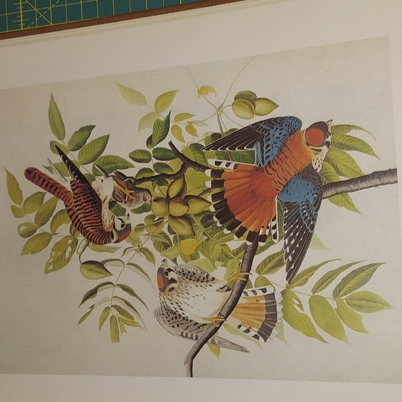 Sparrow Hawk, Plate 184. John James Audubon - Picture 1 of 4